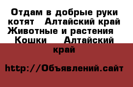 Отдам в добрые руки котят - Алтайский край Животные и растения » Кошки   . Алтайский край